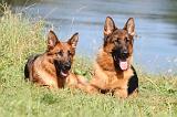 BERGER ALLEMAND 734